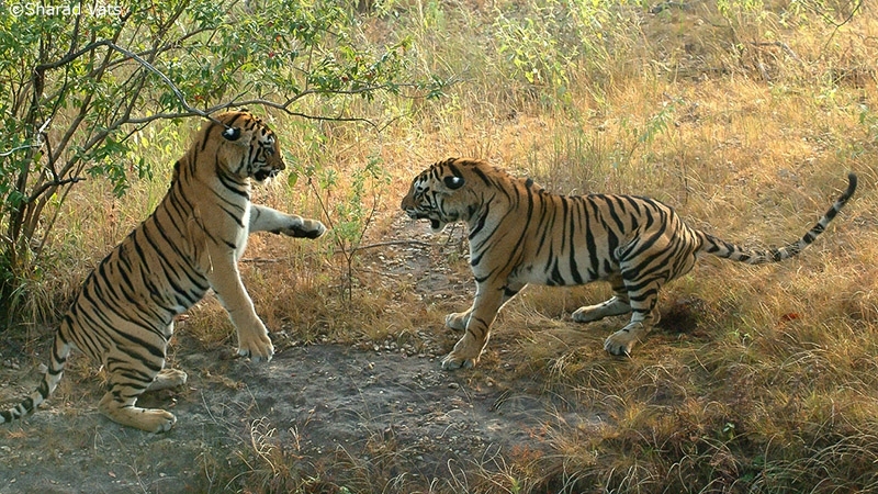 Umaria : बांधवगढ़ टाइगर रिजर्व में देखने को मिल रही बाघ शावकों की फौज